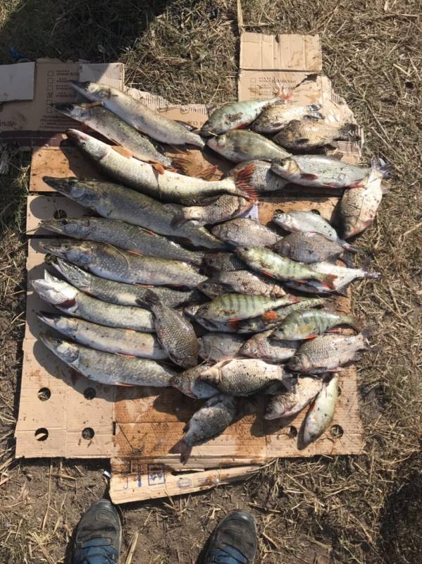 Фотоотчет по рыбе: Щука, Карась, Окунь. Место рыбалки: Kazakhstan