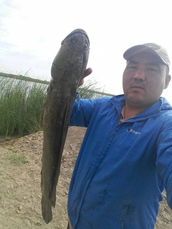Фотоотчет по рыбе: Змееголов. Место рыбалки: Кызылординская область
