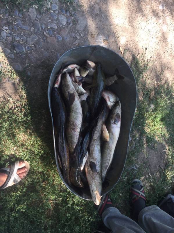 Фотоотчет по рыбе: Змееголов. Место рыбалки: Туркестанская область