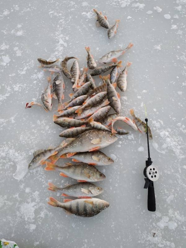 Фотоотчет с рыбалки. Место: Акмолинская область