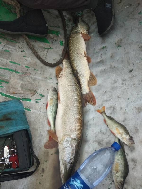 Фотоотчет по рыбе: Щука, Окунь. Место рыбалки: Северо-Казахстанская область
