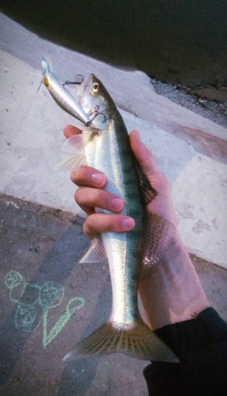 Фотоотчет по рыбе: Судак. Место рыбалки: Kazakhstan
