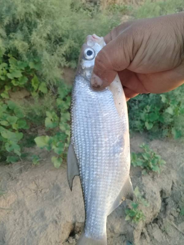 Фотоотчет по рыбе: Вырезуб (Кутум). Место рыбалки: Kazakhstan