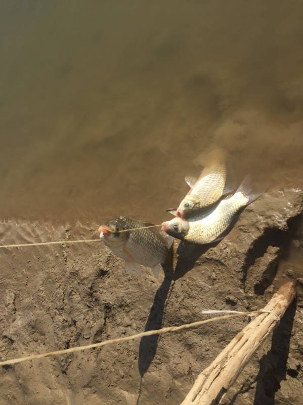 Фотоотчет по рыбе: Карась. Место рыбалки: Атырауская область