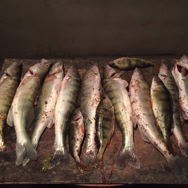 Фотоотчет по рыбе: Окунь, Судак. Место рыбалки: Атырауская область