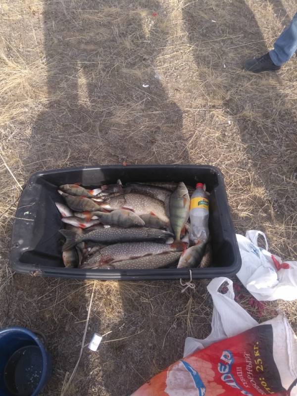 Фотоотчет по рыбе: Щука, Окунь. Место рыбалки: Актюбинская область