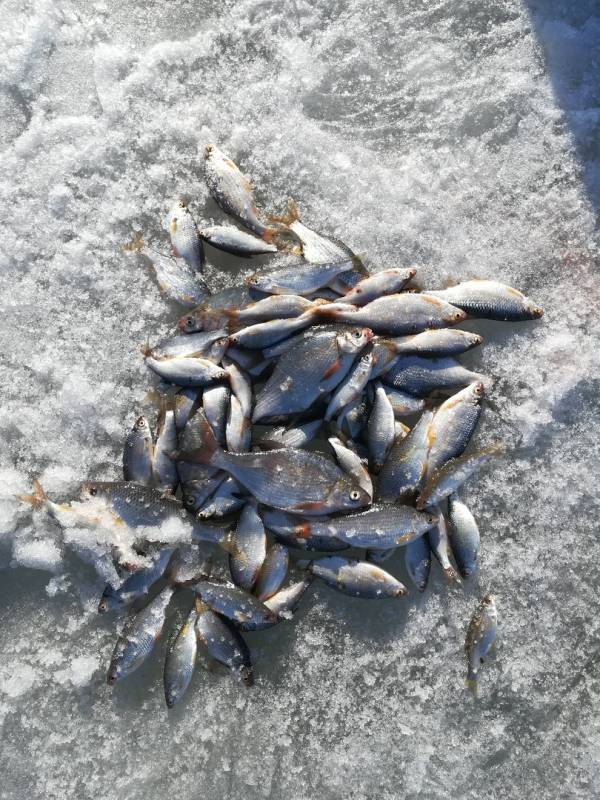 Фотоотчет по рыбе: Плотва. Место рыбалки: Kazakhstan