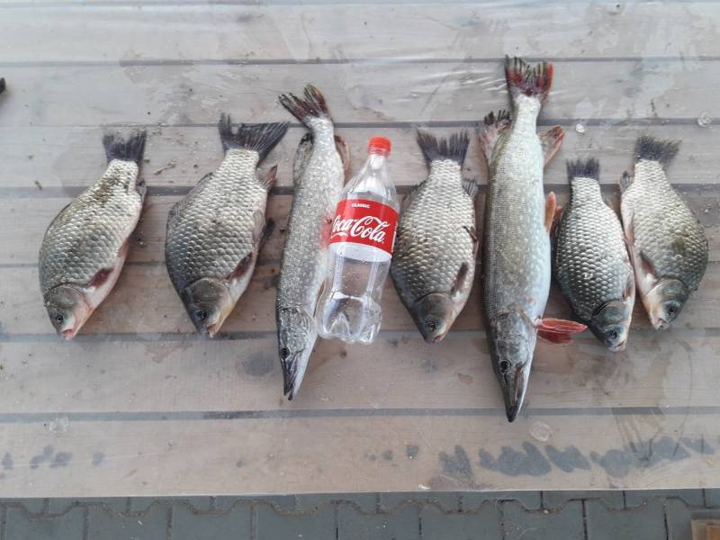 Фотоотчет по рыбе: Щука, Карась. Место рыбалки: Актюбинская область