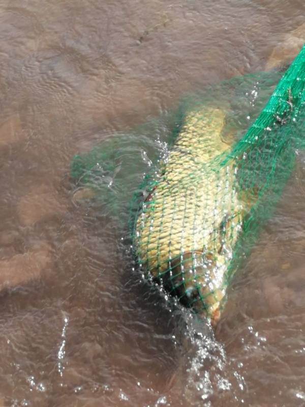 Фотоотчет по рыбе: Сазан. Место рыбалки: Kazakhstan