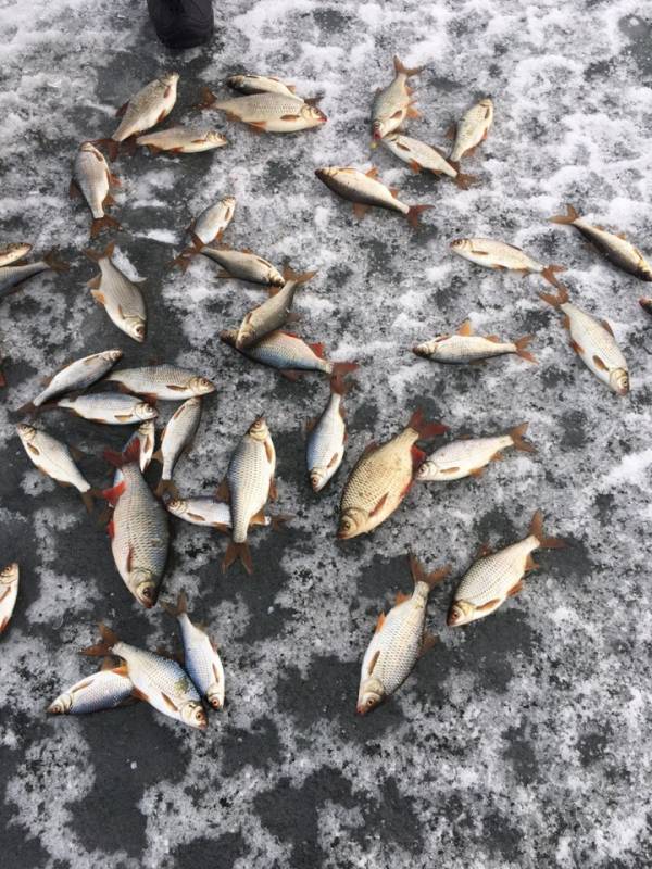 Фотоотчет с рыбалки. Место: Кызылординская область