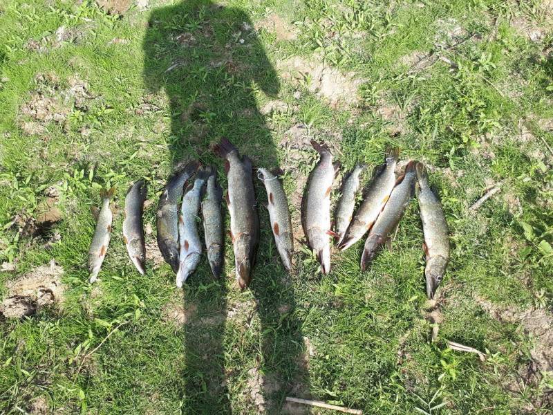 Рыболовный отчет по рыбе: Щука