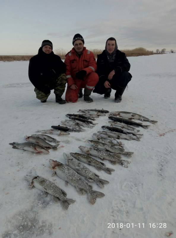 Рыболовный отчет по рыбе: Щука