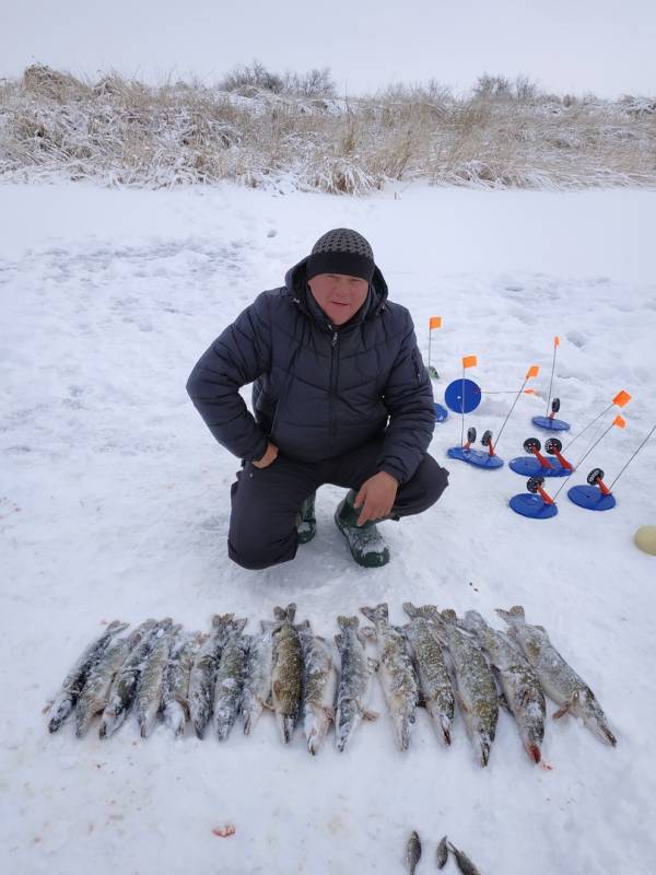 Рыболовный отчет по рыбе: Щука