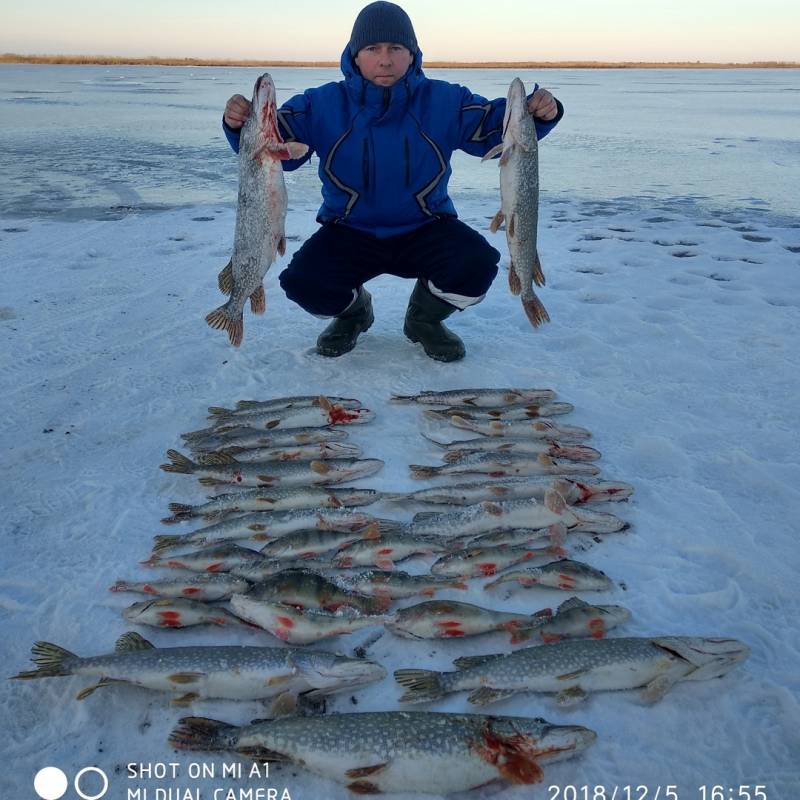 Фотоотчет по рыбе: Щука, Окунь. Место рыбалки: Западно-Казахстанская область