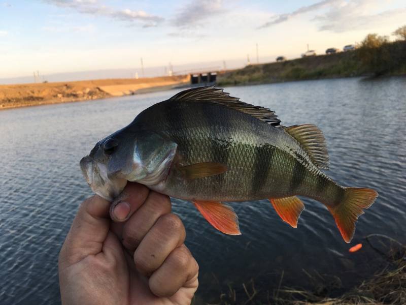 Фотоотчет по рыбе: Окунь. Место рыбалки: Kazakhstan