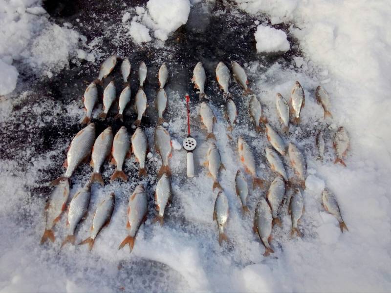 Фотоотчет с рыбалки. Место: Северо-Казахстанская область