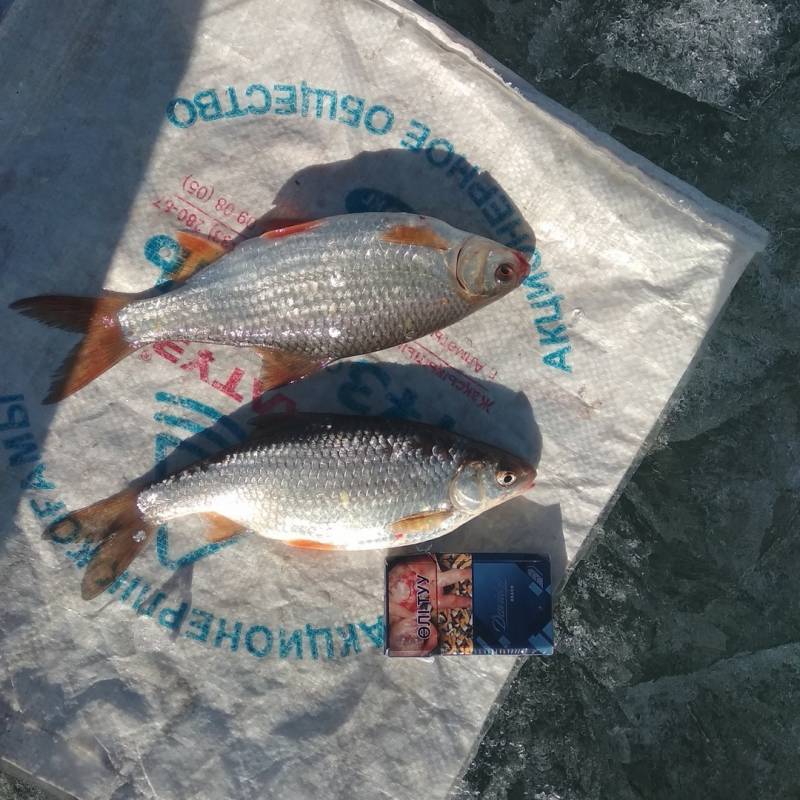 Фотоотчет по рыбе: Плотва. Место рыбалки: Восточно-Казахстанская область